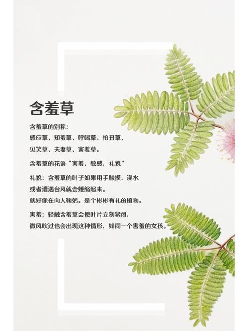 日本精油按摩剧的相关介绍